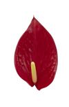 anthurium-potplanten-melodia-rood-205389-3