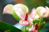anthurium-potplanten-matata-roze-206168-1