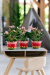 anthurium-potplanten-matata-roze-206168-3