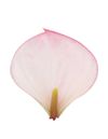 anthurium-potplanten-lipa-pink-mini-wit-207940-4