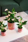 enanthurium-pot-lipa-pink-mini-white-207940-1