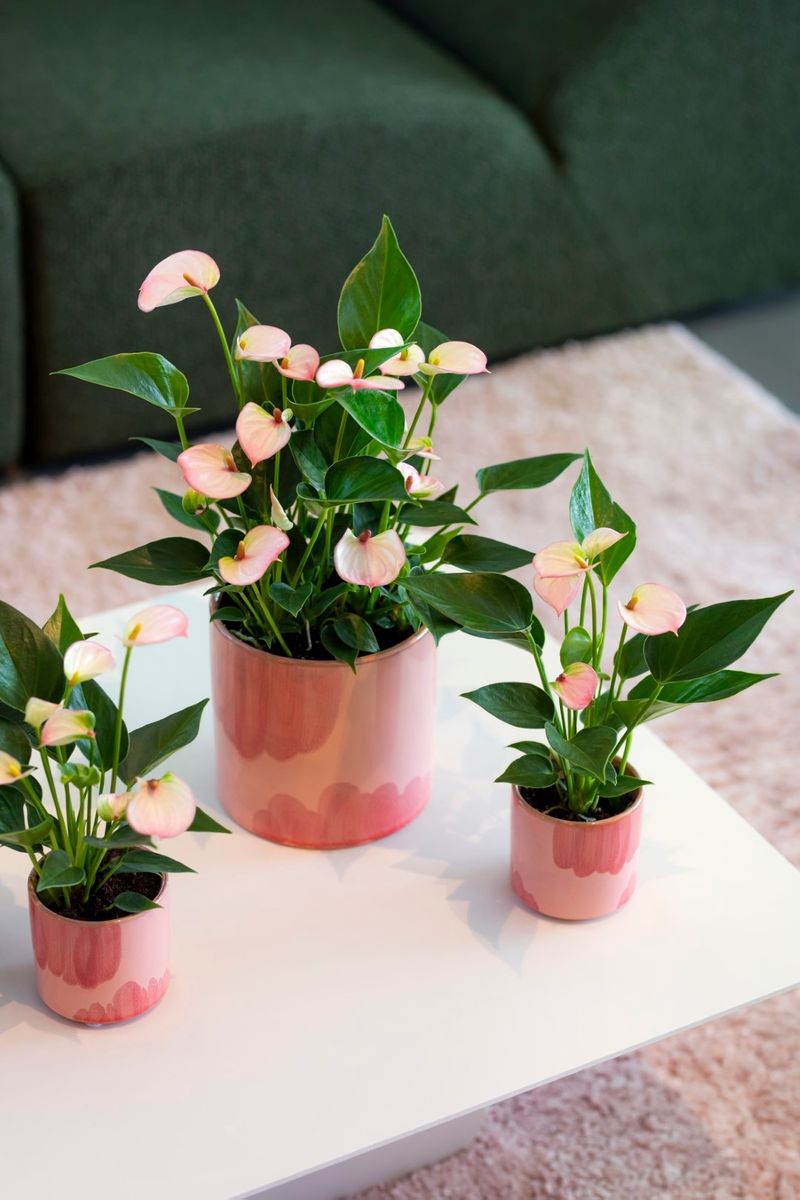 Lipa Pink Mini - Anthurium pot plants | Anthura