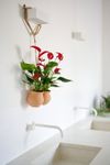 anthurium-potplanten-banderola-roja-rood-206109-1