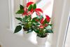 anthurium-potplanten-banderola-roja-rood-206109-2