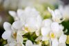 phalaenopsis-potplanten-nazare-wit-108712-2