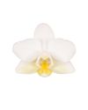 phalaenopsis-potplanten-nazare-wit-108712-3