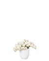 enphalaenopsis-pot-nazare-white-108712-5