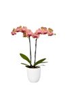 enphalaenopsis-pot-maribor-copper-108770-1