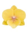 phalaenopsis-potplanten-manta-palau-geel-108843-3
