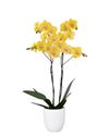 phalaenopsis-potplanten-manta-palau-geel-108843-4