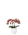 phalaenopsis-potplanten-catania-geel-108102-1