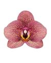 phalaenopsis-potplanten-toulon-koper-108221-0