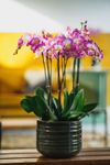 phalaenopsis-potplanten-split-lila-108500-3