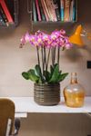 enphalaenopsis-pot-split-lilac-108500-2