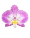 enphalaenopsis-pot-split-lilac-108500-4