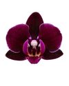 phalaenopsis-potplanten-cartagena-paars-108552-0