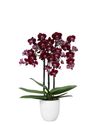 phalaenopsis-potplanten-cartagena-paars-108552-2