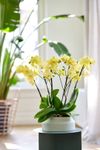 phalaenopsis-potplanten-savona-geel-108831-1