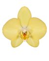 phalaenopsis-potplanten-savona-geel-108831-2