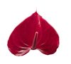 anthurium-potplanten-picanta-red-rood-207600-1