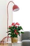 anthurium-potplanten-livium-ruby-rood-220123-1