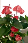 enanthurium-pot-livium-ruby-red-220123-2