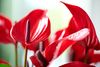 enanthurium-pot-banderola-lava-red-207714-0