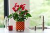 enanthurium-pot-banderola-lava-red-207714-1