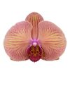 phalaenopsis-potplanten-golden-leopard-oranje-104742-0