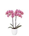 enphalaenopsis-pot-jupiter-orange-104743-1