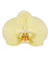 phalaenopsis-potplanten-golden-coin-geel-104744-0