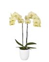 enphalaenopsis-pot-golden-coin-yellow-104744-1