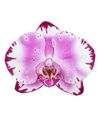 phalaenopsis-potplanten-brother-you-lila-104748-0