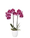 enphalaenopsis-pot-manta-lembongan-purple-104747-1