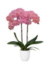 phalaenopsis-potplanten-sonnet-koper-104762-1