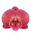 enphalaenopsis-pot-sonnet-copper-104762-0