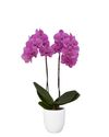 enphalaenopsis-pot-pink-leopard-pink-104763-1