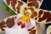 enexclusive-orchids-renaissance-white-white-601105-0