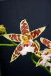 enexclusive-orchids-renaissance-white-white-601105-1