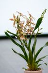 enexclusive-orchids-renaissance-white-white-601105-2