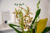 enexclusive-orchids-renaissance-white-white-601105-3