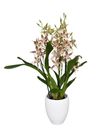 enexclusive-orchids-renaissance-white-white-601105-5
