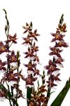 enexclusive-orchids-barrocco-bright-601104-0
