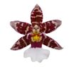 enexclusive-orchids-barrocco-bright-601104-1