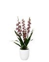 enexclusive-orchids-barrocco-bright-601104-2