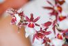 enexclusive-orchids-renaissance-grandeur-red-601042-0