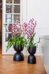enexclusive-orchids-renaissance-grandeur-red-601042-1