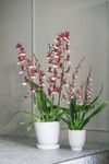 enexclusive-orchids-renaissance-grandeur-red-601042-2