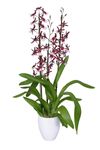 enexclusive-orchids-renaissance-grandeur-red-601042-4
