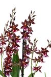 enexclusive-orchids-barrocco-red-red-601023-0